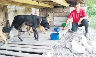 Tek başına CHP’li belediyelere bedel! Kısırlaştırılmış 85 köpeğe bakıyor