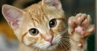 Kedinizin beyni nasıl çalışıyor? Sağlak mı solak mı olduğunu anlamanın en pratik yolu