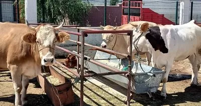 Erzincan’da buzağı desteği için başvurular başlıyor #erzincan