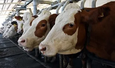Toplanan inek sütü miktarı 810 bin 220 tona ulaştı