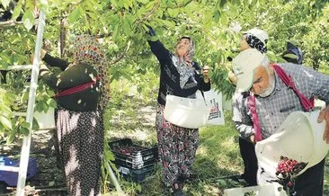 En büyük meyve bahçesinde kiraz coşkusu #yozgat