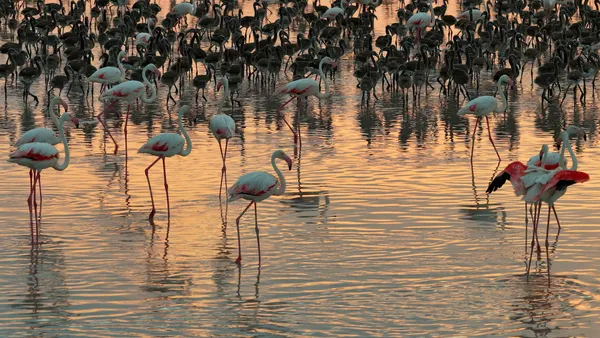 bakan-kurumdan-tuz-golu-paylasimi-son-5-yilin-en-yuksek-yavru-flamingo-sayisina-ulastik-1784468593901.jpg