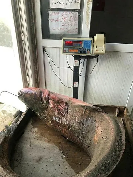 edirne de 109 kiloluk yayin baligi yakalandi sayfa 3 son dakika haberler