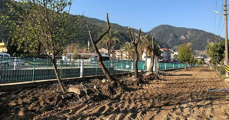 CHP’li belediyeler katliamlara devam ediyor! Sığla ağaçlarına da kıydılar