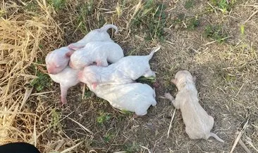 Çöpe atılan çuvaldan 6 yavru köpek çıktı #manisa