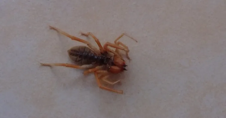 Evde görülen et yiyen örümcek korkuttu