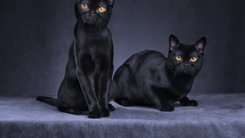 Kara kedilerin uğursuzluğu nereden geliyor? Aslında gerçek çok farklıymış…