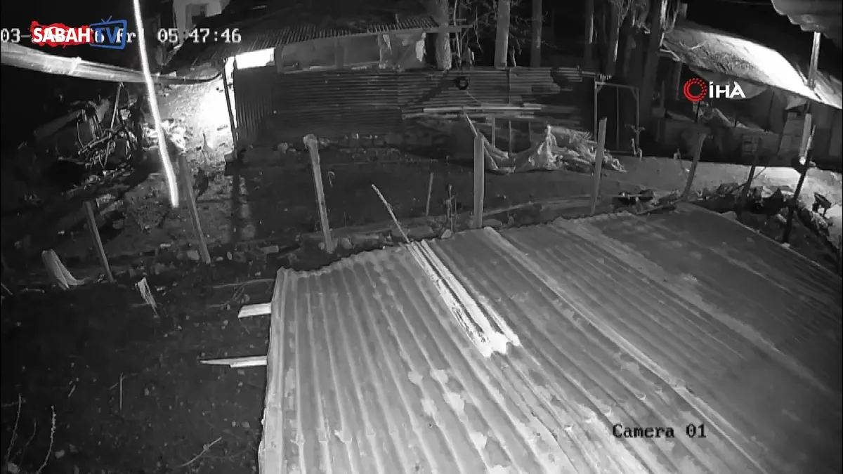 Kümese giren kurt, kazı alıp böyle kaçtı videosunu izle Kümese giren kurt, kazı alıp böyle kaçtı videosunu izle