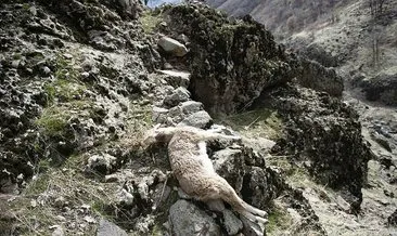 Son dakika: Tunceli’de 7 yaban keçisi ölü bulundu! ’İlk defa böyle bir şeyle karşılaşıyoruz’