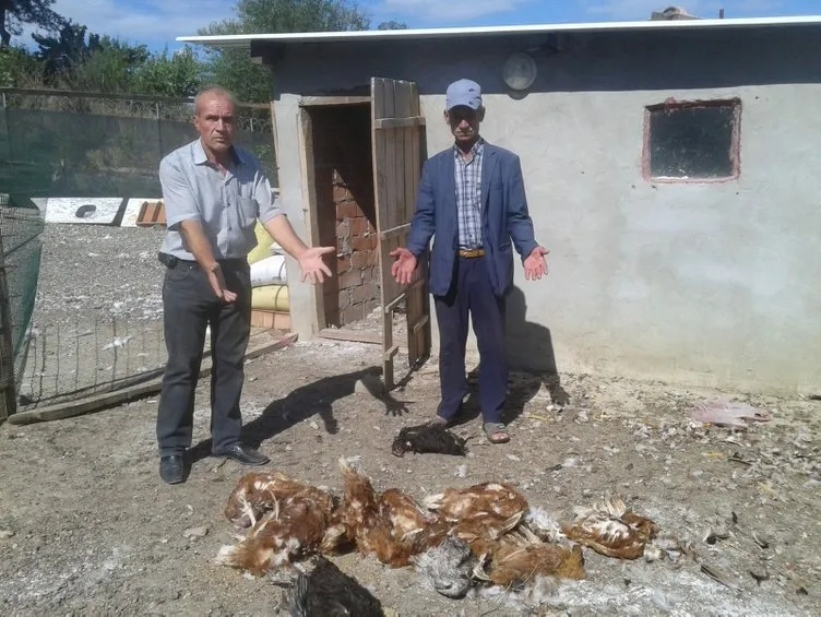 Tavuk ve hindileri telef edilen çiftlik sahibi gözyaşlarını tutamadı