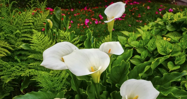 Para çiçeği evin neresinde durmalı? Para çiçeği bakımı ve özellikleri