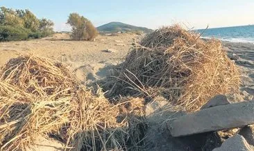 Sahildeki kum zambaklarını iş makineleri ile tahrip ettiler #antalya