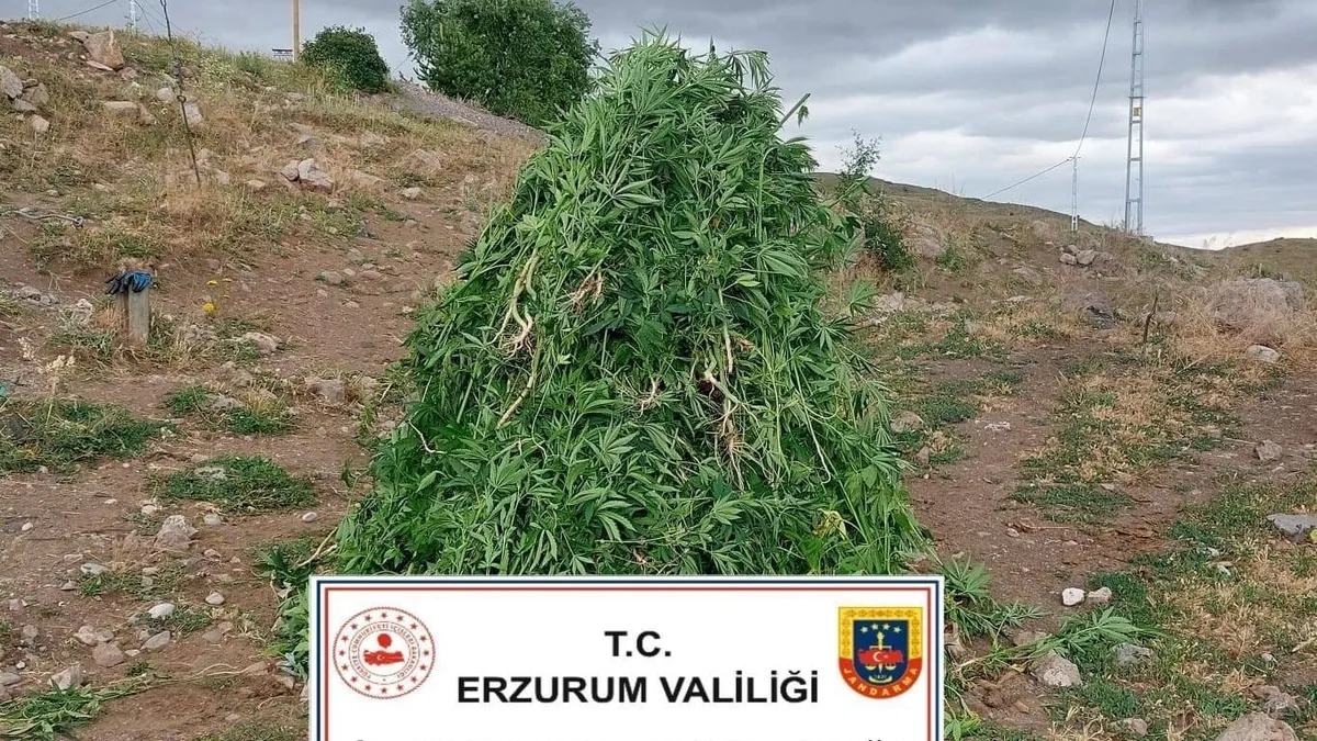 Erzurum’da 720 kök kenevir ele geçirildi