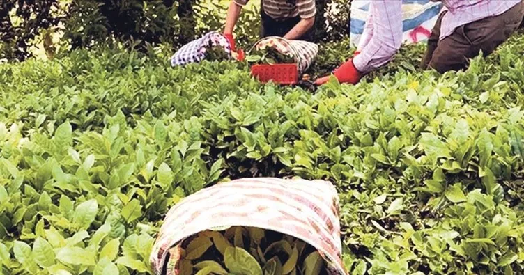 Yaş çaya 30 kuruş fark ödemesi olacak