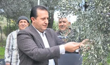 Başkan Bülent Soylu zeytin hasadında