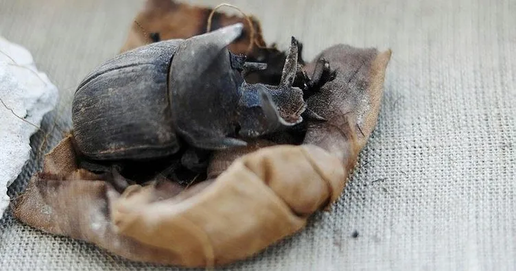 Mısır’da böcekler de mumyalanmış