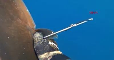 Çanakkale’de insan boyundaki dev balığın zıpkınla vurularak yakalanma anı kamerada | Video