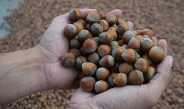 SON DAKİKA | Tarım ve Orman Bakanlığı duyurdu! Fındık alım fiyatları belli oldu #giresun