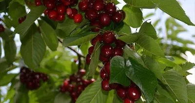 Aromasıyla tüm Türkiye’yi peşinden koşturdu! Kilosu 150 TL’den satılan o lezzette son çağrı…