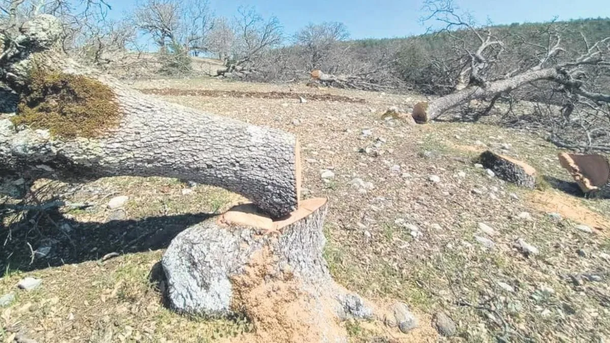 Asırlık ağaçları kesti santral kurdu