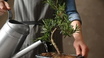 Bonsai Bakımı Evde Bonsai Çiçeği Bakımı Nasıl Yapılır, Yetiştirmesi Nasıl Olur?
