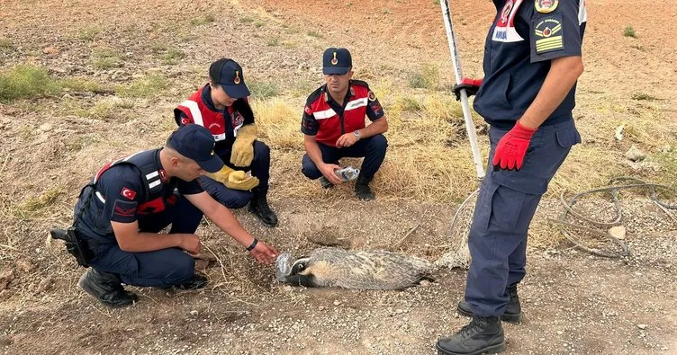 Karakeçili’de yaralı bal porsuğu bulundu