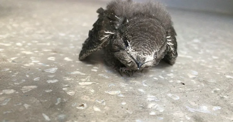 Yaralı Ebabil Kuşu tedavi altına alındı