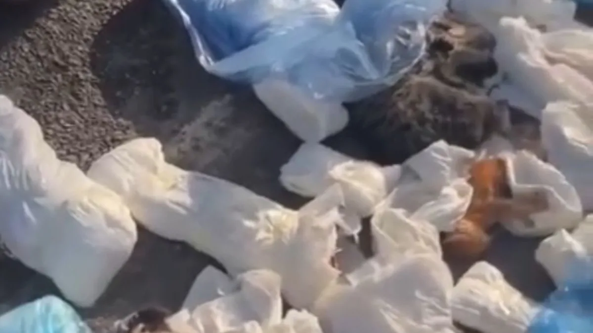 Kedi katliamında veteriner adliyeye sevk edildi Kedi katliamında veteriner adliyeye sevk edildi