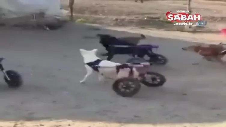 Sokak köpeklerine yürüteç yaptılar