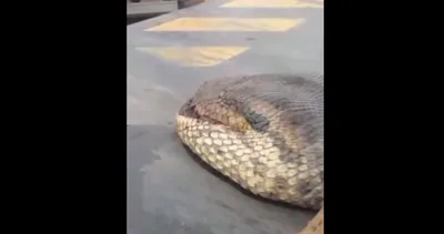 Mağarada bulundu, görenler şoke oldu! 7 metre, 400 kilogram: O görüntüler tartışma konusu oldu