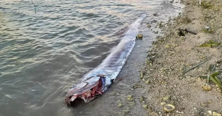 Felaketleri önceden haber veren ’kıyamet balığı’… Saatler önce yine görüldü!