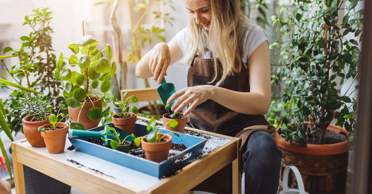 Çiçeksiz Bitkiler Nelerdir? Çiçeksiz Bitkiler Nasıl Ürer, Fotosentez Yapar Mı, Özellikleri Neler?