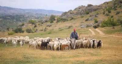 Çoban bulunamıyor! Maaşı ise dudak uçuklatıyor...