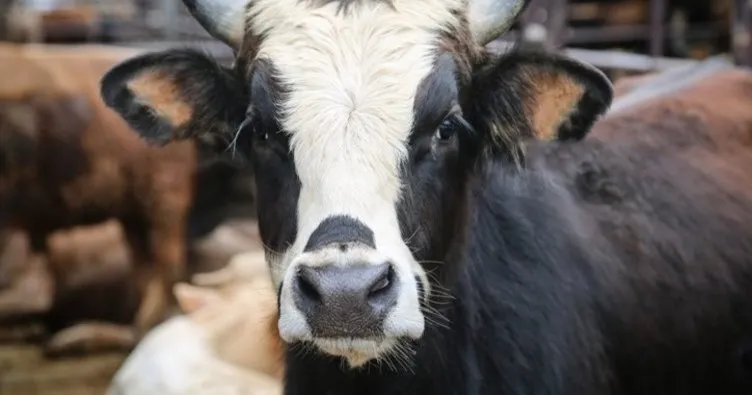 KURBANLIK FİYATLARI LİSTELENDİ! Koç, dana, koyun büyükbaş-küçükbaş İstanbul, Ankara, Tekirdağ 2022 kurbanlık fiyatları ne kadar, kaç TL?