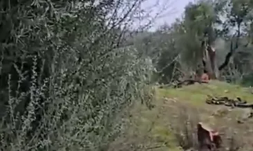 Bakan Yumaklı’dan CHP’nin zeytin ağacı katliamına tepki! Sözde çevre hassasiyeti arka planda rant oyunları