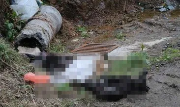 Rize’de kan donduran olay: Ölü köpekleri çöplüğe attılar #rize