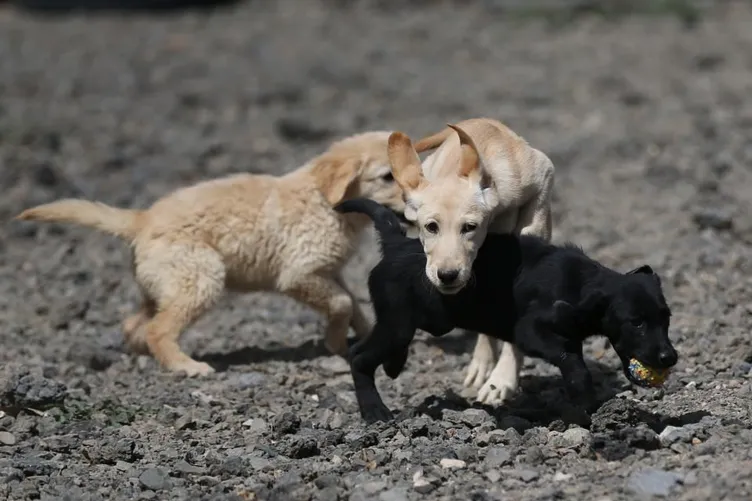 Terörle mücadelenin mayın ve EYP avcıları en özel eğitimden geçiriliyorlar!
