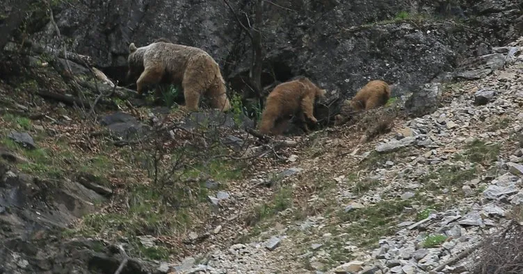 Kısıtlamayı fırsat bilen ayılar ve yaban keçileri vadilere indi