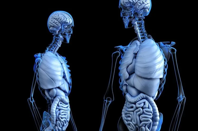 İnsan vücudunda yeni bir organ bulundu!