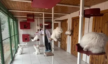 AK Partili Pursaklar Belediyesinden Ankara kedisine koruma: 700’e yakın sahiplendirme!