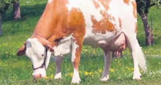 Holstein cinsi inekleri kamyonla geri gönderdiler