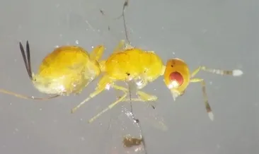 Uşak’ta yeni böcek türü bulundu