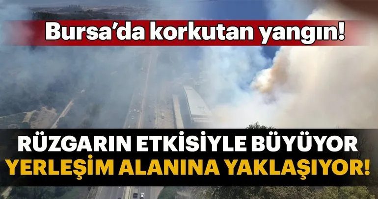 Bursa'da orman yangını