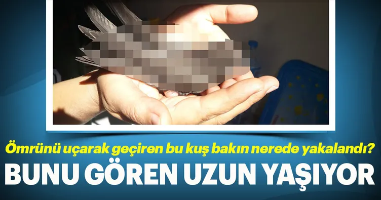 Ömrünü havada geçiren bu kuşu gören uzun yaşıyor!