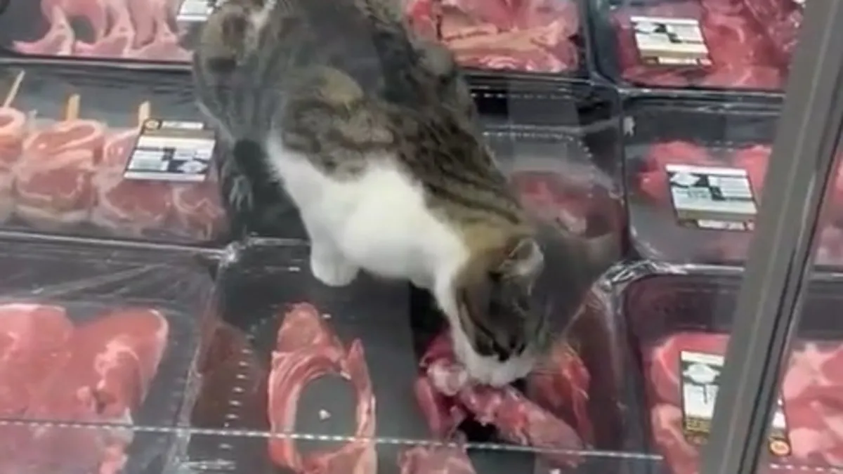 Zincir markette skandal görüntü: Reyonda et yiyen kedi gündem oldu!