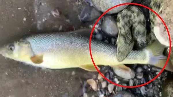 Malatya'da yılanın boyundan büyük balığı yakalama anı kamerada | Video