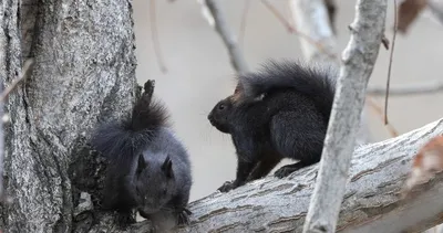 Tunceli’de, kara sincaplar görüntülendi