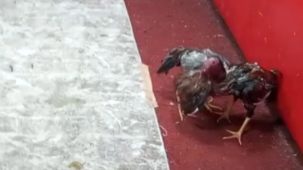 Horoz dövüşü operasyonu! Temizlikçi kılığına giren polisten horoz dövüştürenlere operasyon Horoz dövüşü operasyonu! Temizlikçi kılığına giren polisten horoz dövüştürenlere operasyon