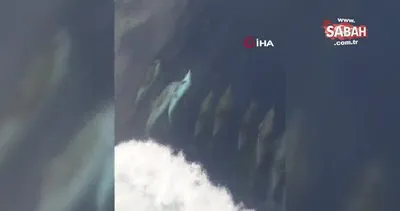 Yunus sürüsünün kuru yük gemisiyle oyunu kameralara yansıdı | Video