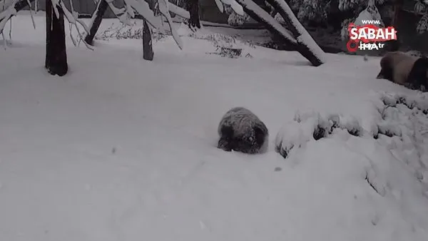 ABD'de karla tanışan panda doyasıya eğlendi | Video